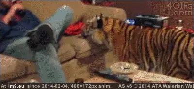 #Tiger  #Sofa [Aww] Sofa tiger GIF (Image de album My r/AWW favs))