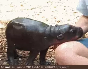 #Big #Held #Strong [Aww] Someday, I'll be big and strong! But for now, I'd like to be held. GIF (Image of album My r/AWW favs))