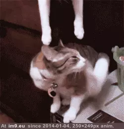 #Kisses  #Spidercat [Aww] Spidercat kisses GIF (Image of album My r/AWW favs))