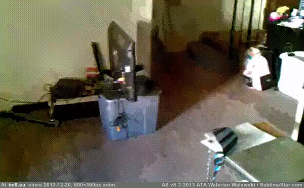  #Stop  [Aww] Stop... GIF (Bild von album My r/AWW favs))