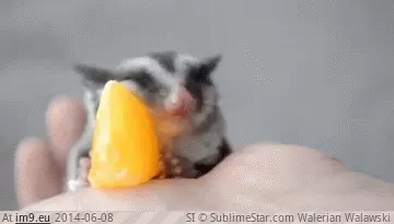 #Falls #Orange #Slice #Glider #Asleep #Sugar [Aww] Sugar glider falls asleep on an orange slice GIF (Obraz z album My r/AWW favs))