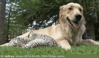 #White #Mother #Takes #Cubs #Rejected #Superdog #Care #Tiger #Isabella [Aww] Superdog Isabella takes care of white tiger cubs that were rejected by their mother GIF (Image de album My r/AWW favs))