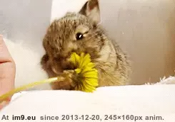  #Tasty  [Aww] Tasty. GIF (Image of album My r/AWW favs))