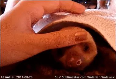 #Massage  #Goodnight [Aww] Thanks for the massage. Goodnight. GIF (Image of album My r/AWW favs))