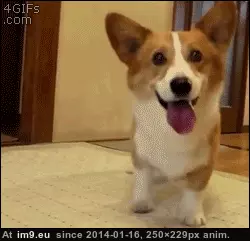  #Ball  [Aww] The ball GIF (Imagen de album My r/AWW favs))