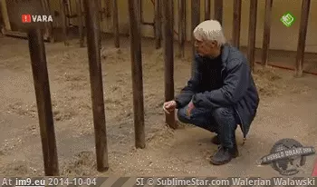 #Break #Prison #Cutest [Aww] the cutest prison break GIF (Bild von album My r/AWW favs))