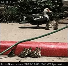 #Young #But #Defend #Prepares #Mother #Struggling [Aww] The mother prepares to defend her struggling young ones, but then... GIF (Image of album My r/AWW favs))
