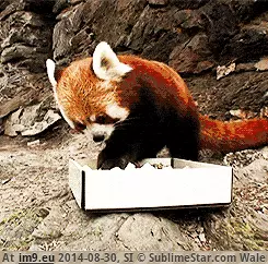 #Red #Fierce #Predator #Panda [Aww] The Red Panda, a fierce predator. GIF (Image de album My r/AWW favs))