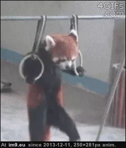 #Red #Completely #Panda #Adorable [Aww] The red panda is completely adorable 1 GIF (Bild von album My r/AWW favs))