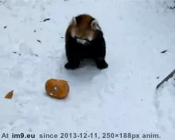 #Red #Completely #Panda #Adorable [Aww] The red panda is completely adorable 2 GIF (Image of album My r/AWW favs))