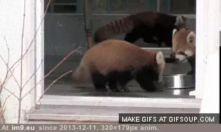 #Red #Completely #Panda #Adorable [Aww] The red panda is completely adorable 3 GIF (Image of album My r/AWW favs))