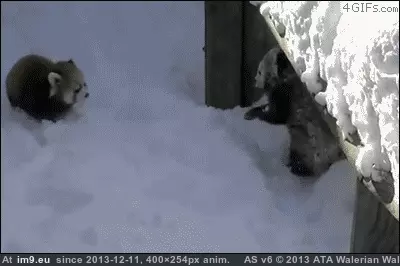 #Red #Completely #Panda #Adorable [Aww] The red panda is completely adorable 4 GIF (Image of album My r/AWW favs))