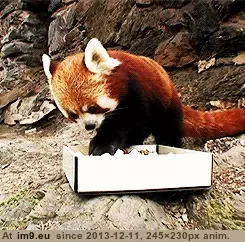 #Red #Completely #Panda #Adorable [Aww] The red panda is completely adorable 6 GIF (Image of album My r/AWW favs))