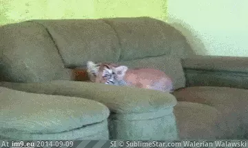 #Wonderful  #Tiggers [Aww] The wonderful thing about tiggers. GIF (Изображение из альбом My r/AWW favs))