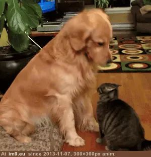 #Dog #Closely #Observing #Humans [Aww] This dog has been observing the humans very closely. GIF (Image of album My r/AWW favs))