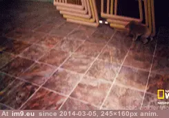 #Run  #Koalas [Aww] This Is How Koalas Run GIF (Image of album My r/AWW favs))