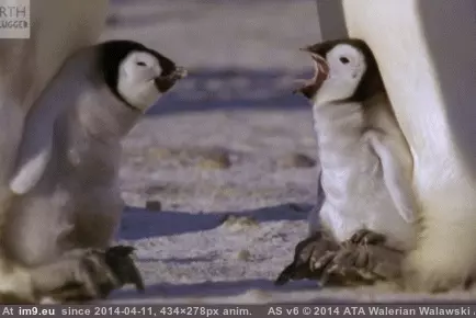 #Baby #Sloths #Penguins [Aww] Too many sloths, here are some baby penguins GIF (Изображение из альбом My r/AWW favs))