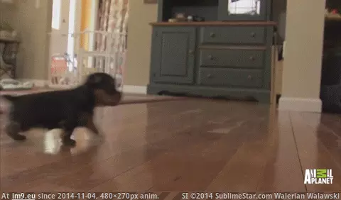  #Trot  [Aww] *trot* *trot* *trot* *trot* GIF (Bild von album My r/AWW favs))