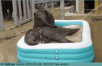#Two #Pool #Kiddie #Baby #Elephants [Aww] Two baby elephants + 1 kiddie pool GIF (Image of album My r/AWW favs))