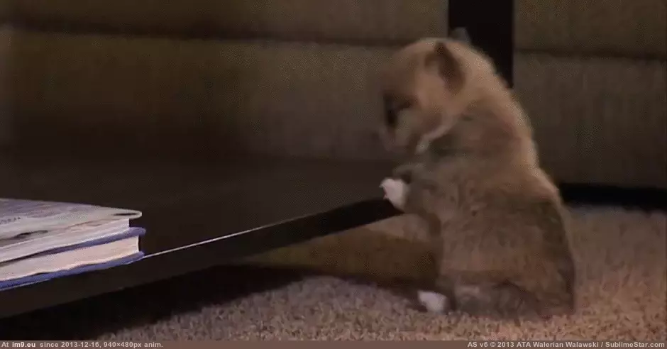  #Puppy  [Aww] Up with puppy GIF (Image of album My r/AWW favs))