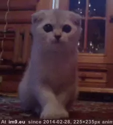 #Vicious  #Attacker [Aww] Vicious attacker GIF (Image of album My r/AWW favs))