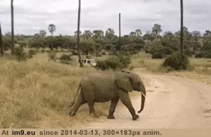  #Wait  [Aww] Wait for me! GIF (Obraz z album My r/AWW favs))