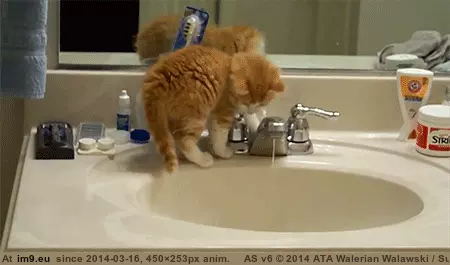#Water #Choice #Gravity [Aww] Water or gravity, what is your choice GIF (Imagen de album My r/AWW favs))