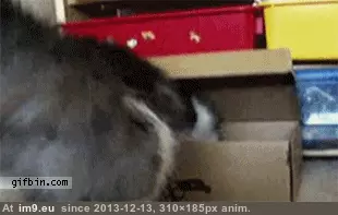  #Image  [Aww] Well...! GIF (Image de album My r/AWW favs))
