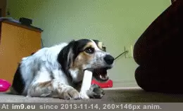 #Creature  #Ferocious [Aww] What a ferocious creature! GIF (Image of album My r/AWW favs))