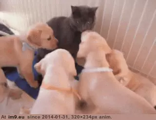  #Image  [Aww] What... ARE... YOU... THINGS!? GIF (Image of album My r/AWW favs))