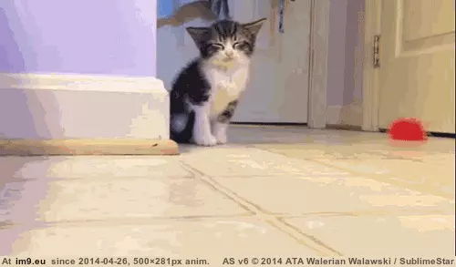  #Happened  [Aww] What happened?? GIF (Image of album My r/AWW favs))