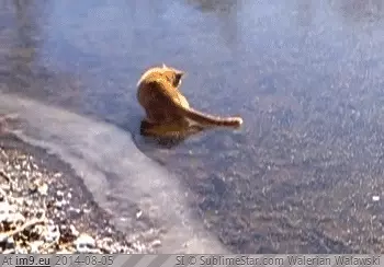 #Black  #Magic [Aww] What is this black magic?! GIF (Image of album My r/AWW favs))