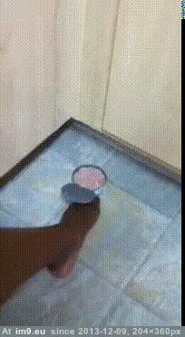 #Lies #Cupboards #Beneath [Aww] What lies beneath the cupboards. GIF (Image of album My r/AWW favs))
