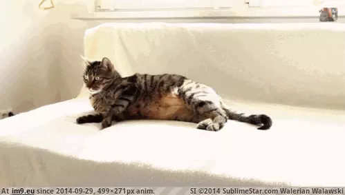#Yeah  #Ooooooooooh [Aww] 'What the hell is th....ooooooooooh yeah' GIF (Imagen de album My r/AWW favs))