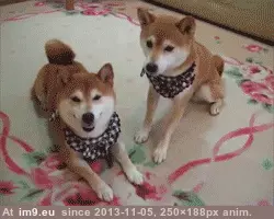  #Buddy  [Aww] Who's Your Buddy? GIF (Image of album My r/AWW favs))