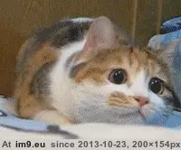  #Wiggle  [Aww] Wiggle wiggle GIF (Imagen de album My r/AWW favs))