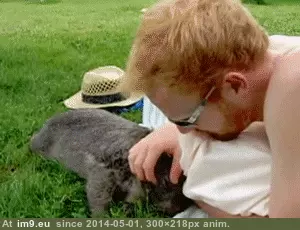 #Requests #Rub #Wombat #Belly [Aww] Wombat requests a belly rub GIF (Изображение из альбом My r/AWW favs))