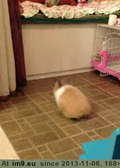 #You #Buddy #Can [Aww] You can do it, buddy! GIF (Image of album My r/AWW favs))
