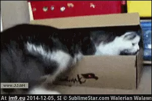  #Image  [Aww] You Can't See Me GIF (Изображение из альбом My r/AWW favs))