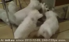 #You  #Belong [Aww] You don't belong here GIF (Image of album My r/AWW favs))
