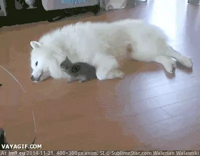  #Bigger  [Aww] 'You're not much bigger than me' GIF (Bild von album My r/AWW favs))