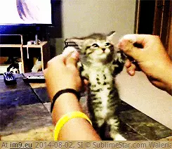  #Image  [Aww] ᵐᵉᵒʷ GIF (Изображение из альбом My r/AWW favs))