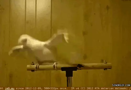 #Club  #Bird Bird in da club GIF (Image of album Rehost))
