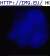 #Blue #Skull Blue Skull GIF (Image of album Evil, dark GIF's - avatars and horrors))