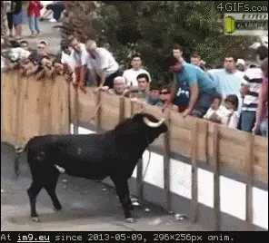 #Bull bull GIF (Image of album Rehost))