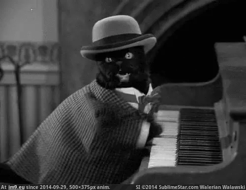 #Funny #Playing #Piano #Cat Cat Playing Piano (funny) GIF (Изображение из альбом Rehost))