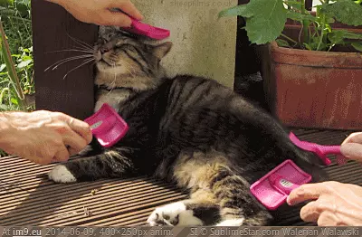 #Catgasm Catgasm GIF (Image de album Rehost))