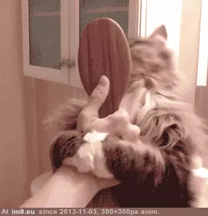 #Cats #Cat #Combs #Needed #Maintenance [Cats] A cat that combs herself. No maintenance needed. GIF (Image de album My r/CATS favs))