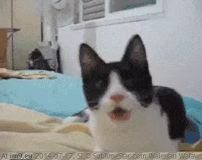 #Cats #Cat #Trained #Dog #Perfectly [Cats] cat-dog perfectly trained GIF (Image of album My r/CATS favs))