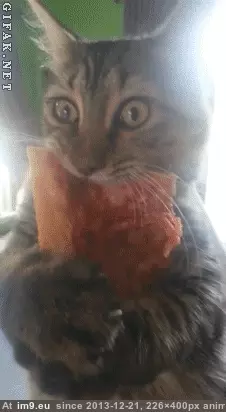 #Cats #Cat #Pizza #Eyes #Crazy [Cats] Cat has the crazy eyes over pizza GIF (Bild von album My r/CATS favs))